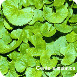 Gotu kola extract